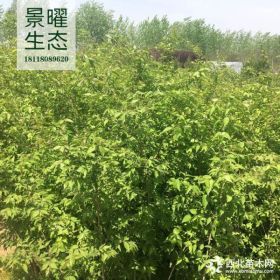 供应金银木、金银木价格/图片/基地 优质金银木苗圃直销