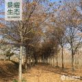 供應(yīng)櫸樹價格/圖片_紅櫸產(chǎn)地_江蘇景曜生態(tài)苗圃基地