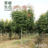 供應欒樹價格/圖片_黃山欒樹產(chǎn)地_江蘇景曜生態(tài)苗圃基地