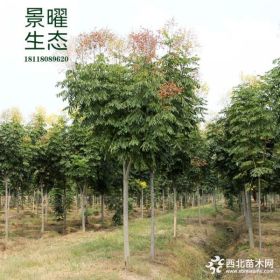 供应栾树价格/图片_黄山栾树产地_江苏景曜生态苗圃基地