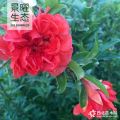 供應(yīng)花石榴價(jià)格/圖片_石榴樹產(chǎn)地_江蘇景曜生態(tài)苗圃基地