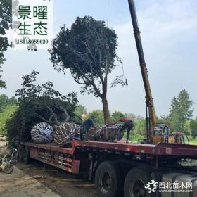 供应朴树价格/图片_朴树产地_江苏景曜生态苗圃基地