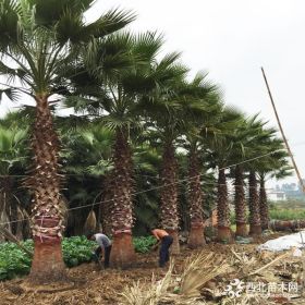 老人葵价格 老人葵基地批发报价表