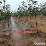 矮化苹果苗 矮化苹果苗批发 苹果苗多少钱一棵