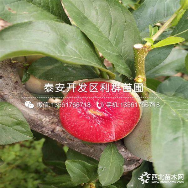 脆紅李苗、脆紅李樹苗、脆紅李樹苗價(jià)格多少