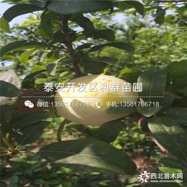 贵州蜂糖李苗、贵州蜂糖李树苗、贵州蜂糖李树苗价格