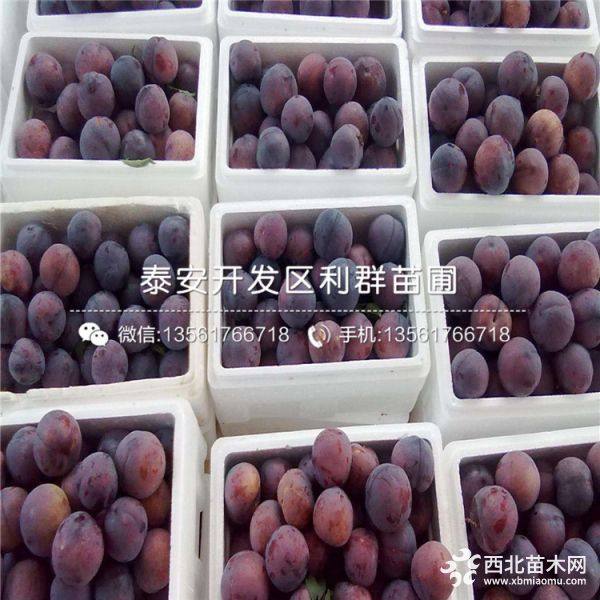 红心李子树苗、新品种红心李子树苗、红心李子树苗价格多少