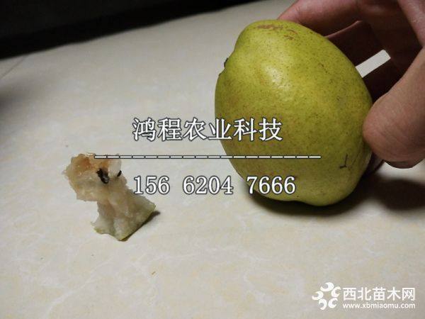 梨樹苗價格