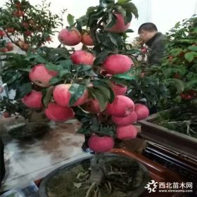 荣光苹果苗种植荣光苹果苗价格成活率高