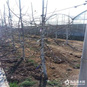 红嘎啦苹果苗种植红嘎啦苹果苗价格成活率高