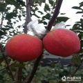 富士王蘋(píng)果苗種植富士王蘋(píng)果苗價(jià)格成活率高