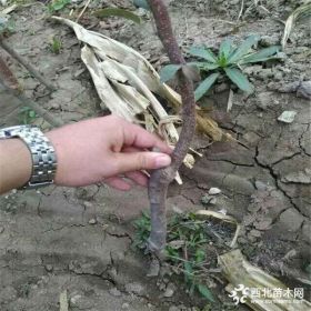 超红苹果苗种植超红苹果苗价格成活率高