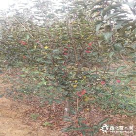 银江苹果苗种植银江苹果苗价格成活率高