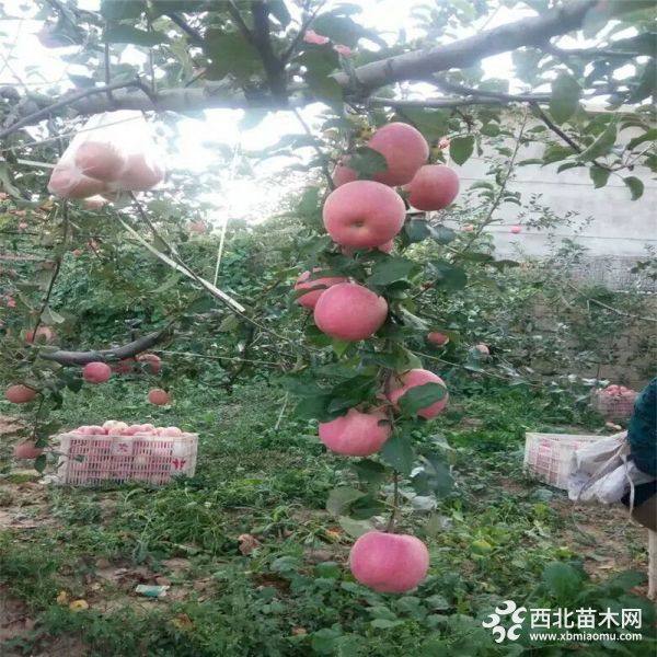 红色之爱苹果苗种植红色之爱苹果苗价格成活率高