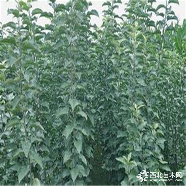 鲁丽苹果苗种植鲁丽苹果苗价格成活率高