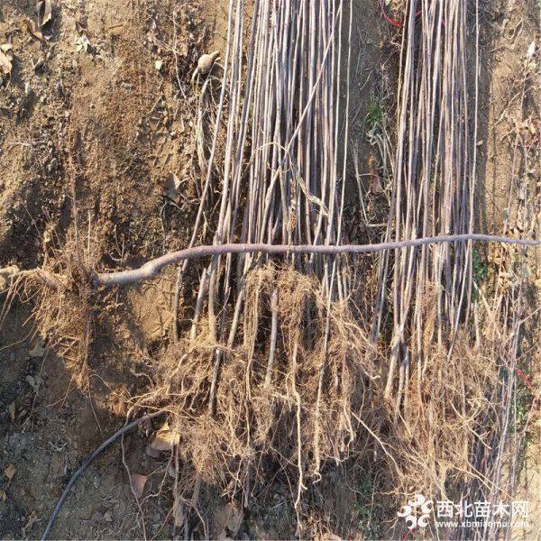 鲁丽苹果苗种植鲁丽苹果苗价格成活率高