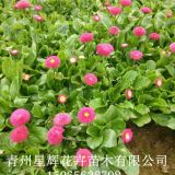 常年大量供应 雏菊