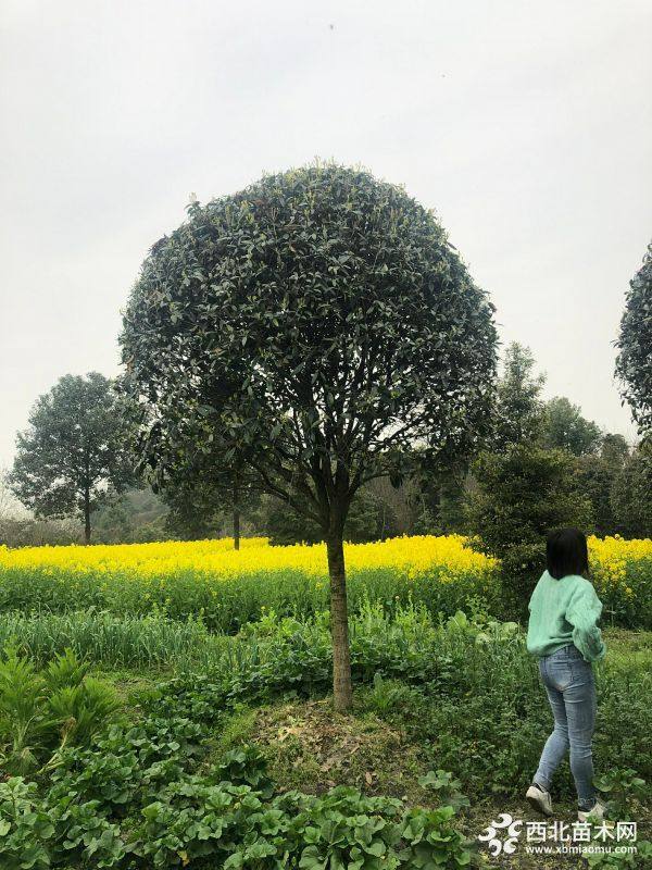 桂花树