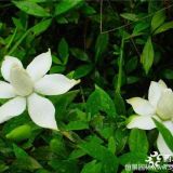 梔子花小苗批發(fā)|沭陽梔子花種植基地