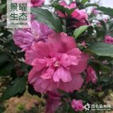 供應(yīng)木槿價格/圖片_紅花木槿產(chǎn)地_江蘇景曜生態(tài)苗圃基地