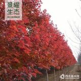 供應(yīng)美國(guó)紅楓價(jià)格/圖片_紅楓產(chǎn)地_江蘇景曜生態(tài)苗圃基地