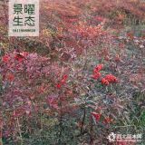 供應(yīng)南天竹、紅天竹、紅天竺價格/圖片/產(chǎn)地_江蘇景曜生態(tài)苗圃