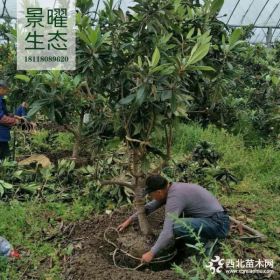 供应枇杷价格/图片_枇杷树产地_江苏景曜生态苗圃基地