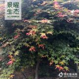 供應日本紅楓價格/圖片_紅楓產地_江蘇景曜生態(tài)苗圃基地