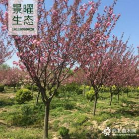 供应日本晚樱价格/图片_日本樱花、樱花产地直销_江苏景曜生态