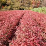 花楸苗 百花花楸 水榆花楸示范基地