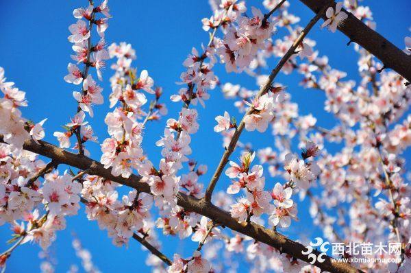 樱花价格