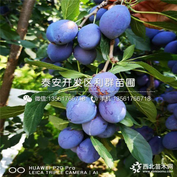 红心李子树苗品种介绍、红心李子树苗多少钱一棵