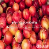 半邊紅李子樹苗、半邊紅李子樹苗多少錢一棵