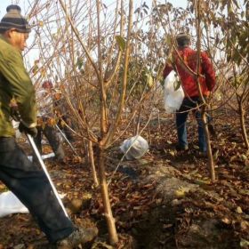 黑珍珠櫻桃苗、黑珍珠櫻桃樹(shù)苗、黑珍珠櫻桃苗哪里好