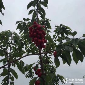 黃蜜櫻桃苗、黃蜜櫻桃樹(shù)苗、黃蜜櫻桃苗基地