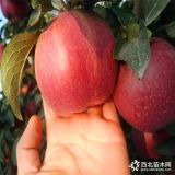 秦脆蘋(píng)果苗、哪里有秦脆蘋(píng)果苗、秦脆蘋(píng)果苗價(jià)格