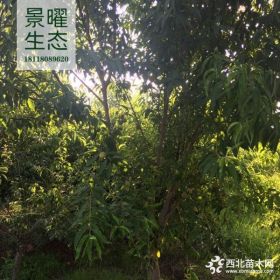 供应山桃、绿叶碧桃、毛桃树、桃树价格/图片_碧桃产地直销