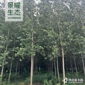 供应杨树价格/图片_速生杨产地_江苏景曜生态苗圃基地