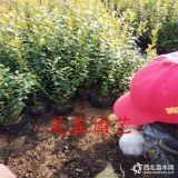 哪里有年蓝莓苗 地栽蓝莓苗多少钱一棵 哪里有3年带杯蓝莓苗