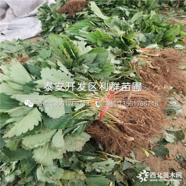 白草莓苗、白草莓苗价格、白草莓苗基地