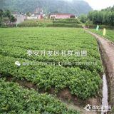 草莓苗、草莓苗价格多少、草莓苗基地