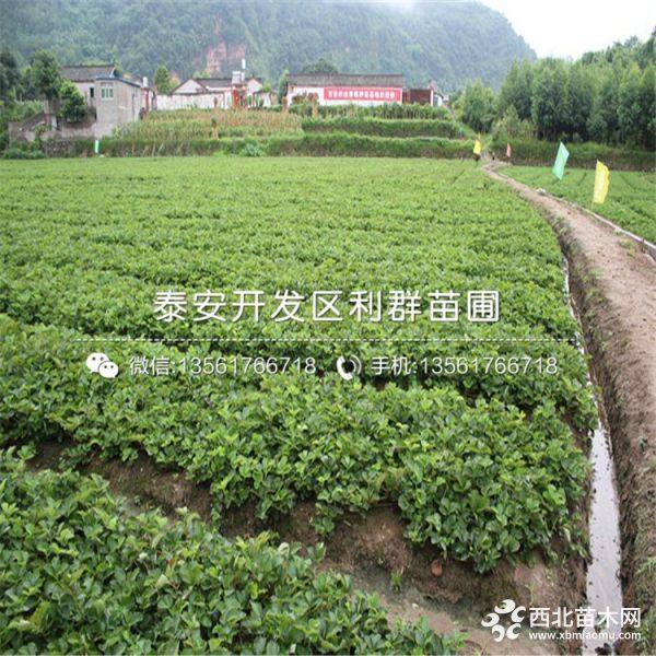 草莓苗、草莓苗價(jià)格多少、草莓苗基地