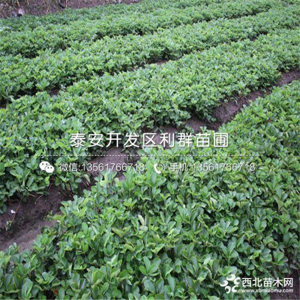 2019年牛奶草莓苗、牛奶草莓苗新品种、牛奶草莓苗价格多少