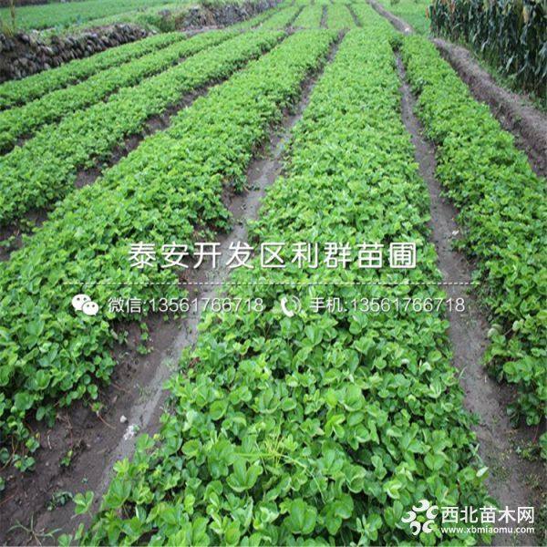 草莓苗、草莓苗价格多少、草莓苗基地