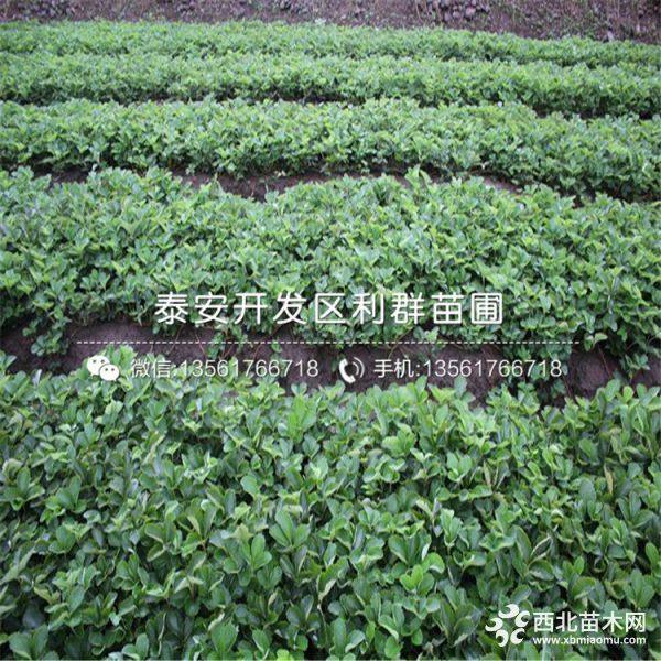 2019年牛奶草莓苗、牛奶草莓苗新品种、牛奶草莓苗价格多少