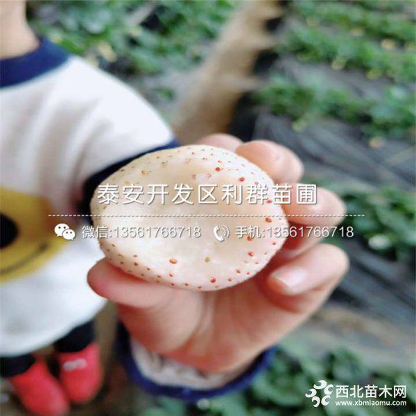 奶油草莓苗、新品種奶油草莓苗、奶油草莓苗多少錢一棵