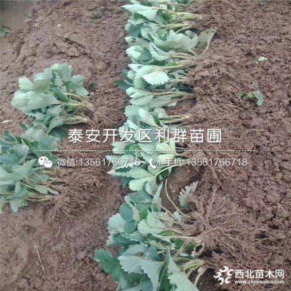 出售奶油草莓苗、奶油草莓苗新品种、奶油草莓苗价格多少