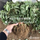 红颜草莓苗、红颜草莓苗价格多少、红颜草莓苗基地