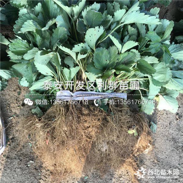 红颜草莓苗、红颜草莓苗价格多少、红颜草莓苗基地