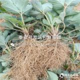 小白草莓苗品种介绍、小白草莓苗多少钱一棵